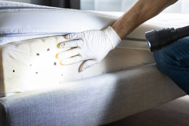 Best Wasp Removal Services  in Hamburg, PA